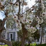...e mandorli gi� in fiore